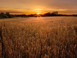 Preview wallpaper field, ears, decline, evening, ranks, strips, village