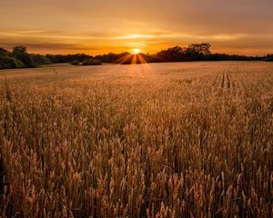 Preview wallpaper field, ears, decline, evening, ranks, strips, village