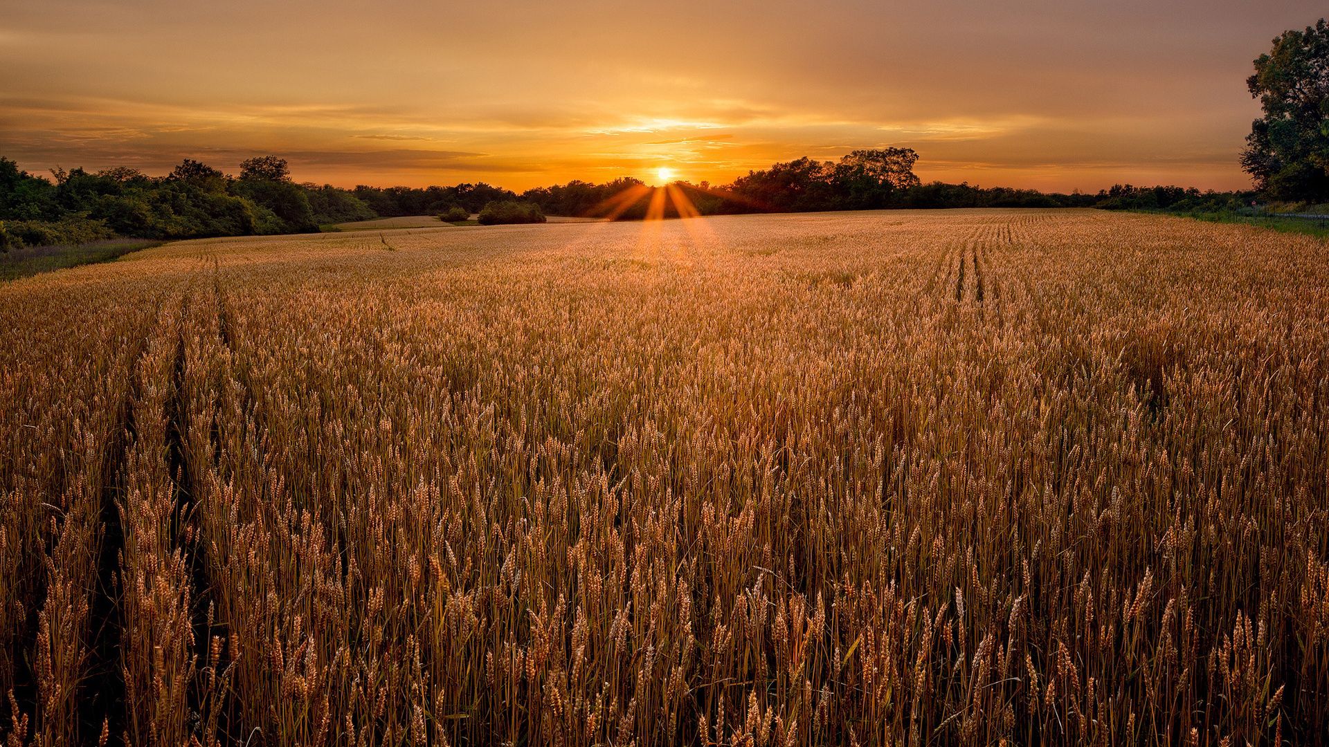 Download wallpaper 1920x1080 field, ears, decline, evening, ranks, strips, village  hd background