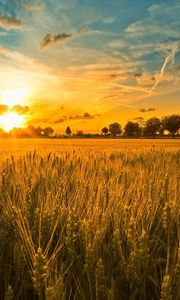 Preview wallpaper field, ears, grains, rye, evening, sunset, sun, light, orange