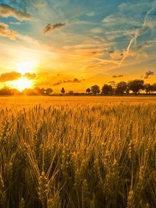 Preview wallpaper field, ears, grains, rye, evening, sunset, sun, light, orange