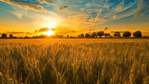 Preview wallpaper field, ears, grains, rye, evening, sunset, sun, light, orange