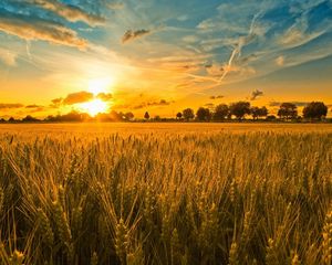 Preview wallpaper field, ears, grains, rye, evening, sunset, sun, light, orange