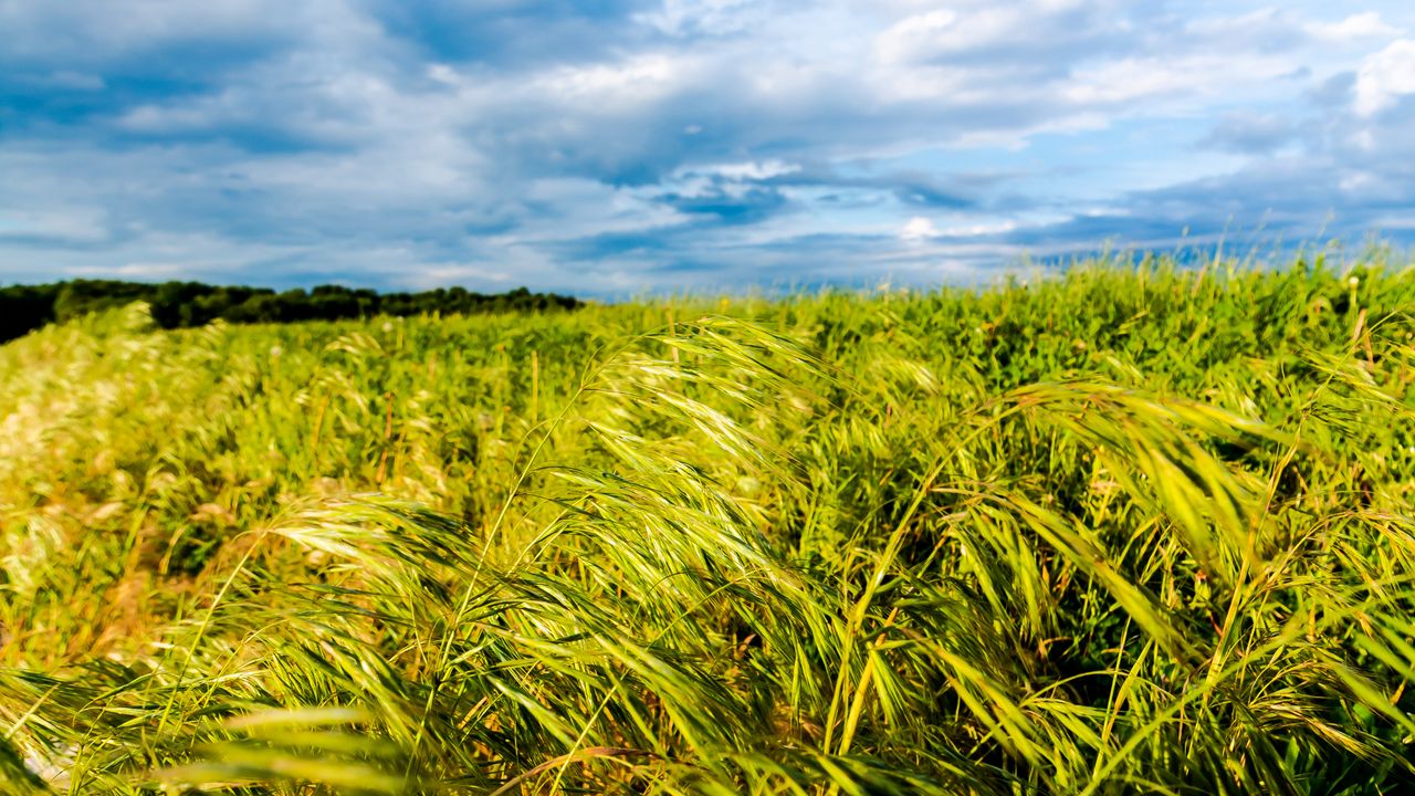 Wallpaper field, ears, horizon, nature, green