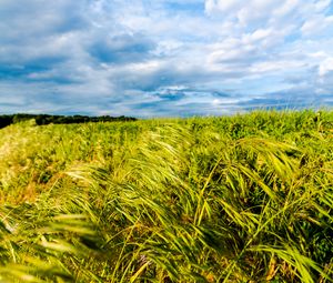 Preview wallpaper field, ears, horizon, nature, green