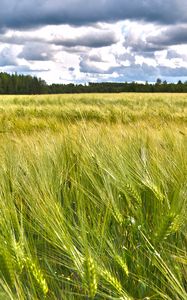 Preview wallpaper field, ears, nature