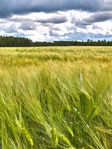 Preview wallpaper field, ears, nature