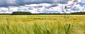 Preview wallpaper field, ears, nature