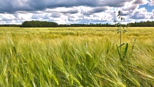 Preview wallpaper field, ears, nature