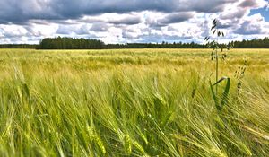 Preview wallpaper field, ears, nature