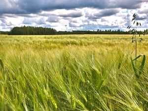 Preview wallpaper field, ears, nature