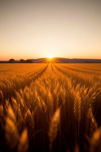 Preview wallpaper field, ears of corn, sun, nature