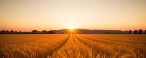 Preview wallpaper field, ears of corn, sun, nature