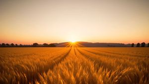 Preview wallpaper field, ears of corn, sun, nature