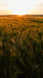 Preview wallpaper field, ears of corn, sunset, horizon