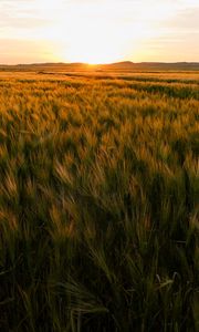 Preview wallpaper field, ears of corn, sunset, horizon