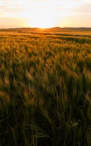 Preview wallpaper field, ears of corn, sunset, horizon