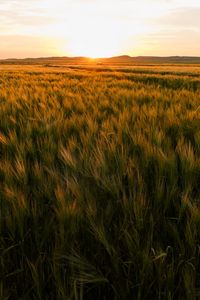 Preview wallpaper field, ears of corn, sunset, horizon