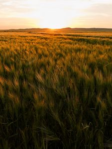 Preview wallpaper field, ears of corn, sunset, horizon