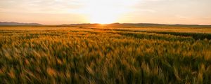 Preview wallpaper field, ears of corn, sunset, horizon