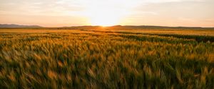 Preview wallpaper field, ears of corn, sunset, horizon