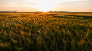 Preview wallpaper field, ears of corn, sunset, horizon