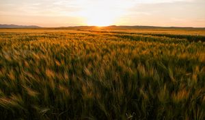 Preview wallpaper field, ears of corn, sunset, horizon