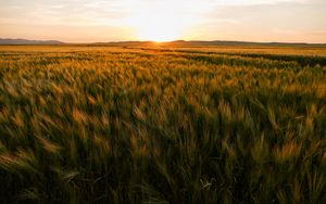 Preview wallpaper field, ears of corn, sunset, horizon