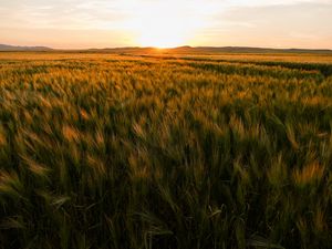 Preview wallpaper field, ears of corn, sunset, horizon