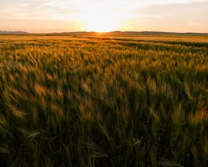 Preview wallpaper field, ears of corn, sunset, horizon