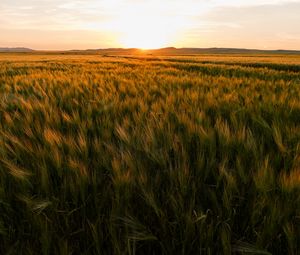 Preview wallpaper field, ears of corn, sunset, horizon