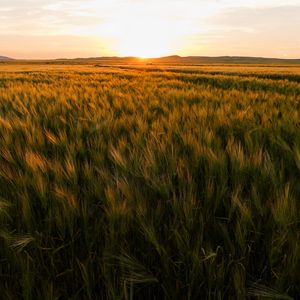 Preview wallpaper field, ears of corn, sunset, horizon