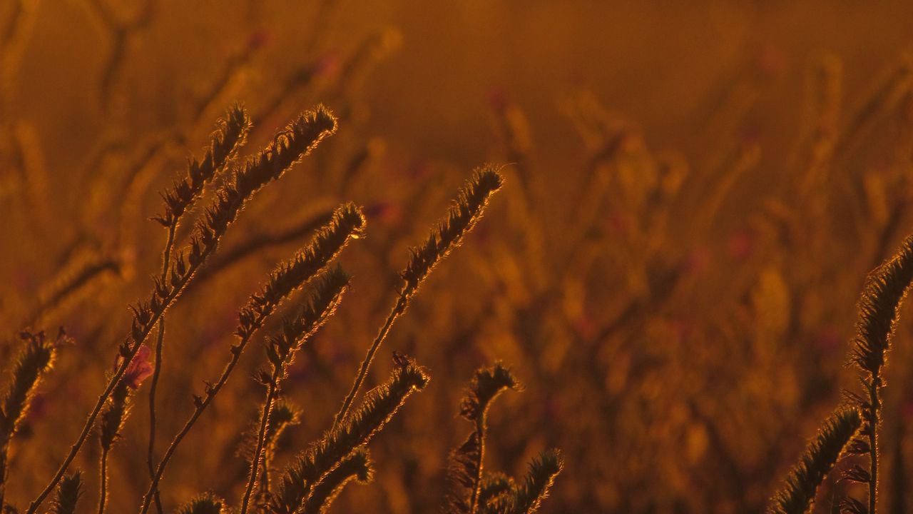 Wallpaper field, ears, plants, sunset