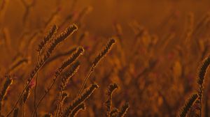 Preview wallpaper field, ears, plants, sunset