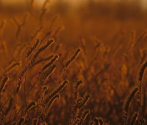 Preview wallpaper field, ears, plants, sunset