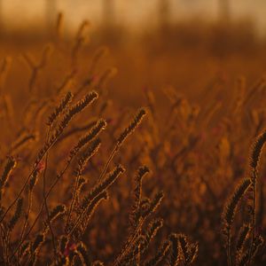 Preview wallpaper field, ears, plants, sunset