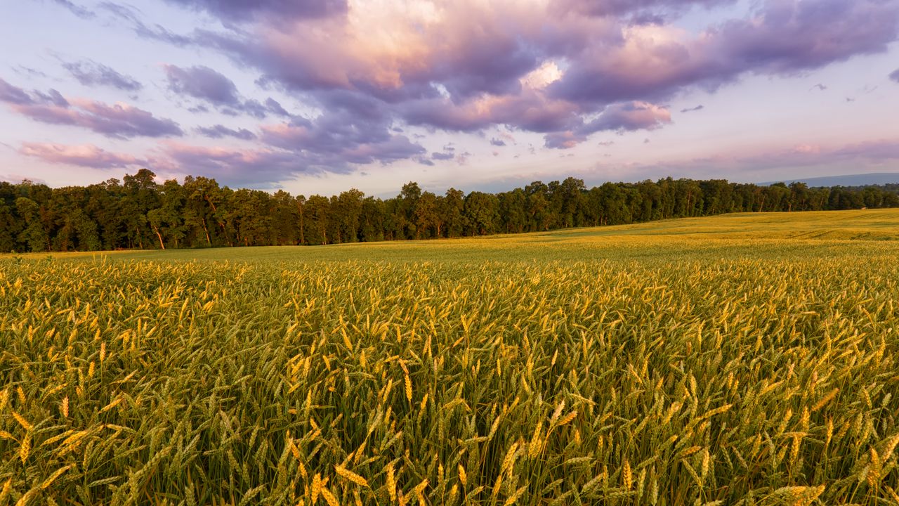 Wallpaper field, ears, plants, landscape