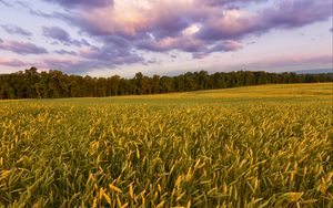 Preview wallpaper field, ears, plants, landscape