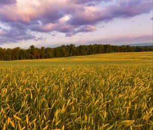 Preview wallpaper field, ears, plants, landscape