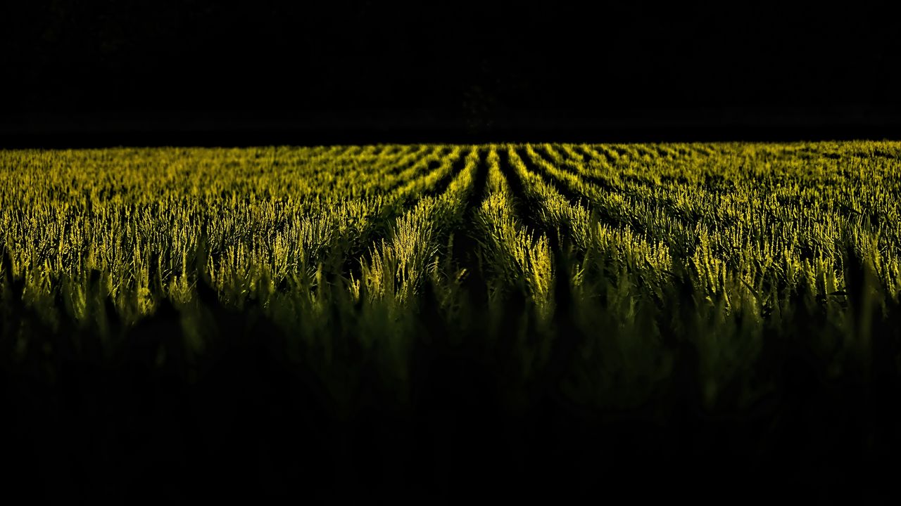 Wallpaper field, ears, rows, dark