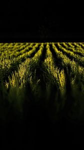 Preview wallpaper field, ears, rows, dark