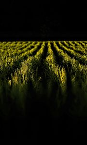 Preview wallpaper field, ears, rows, dark