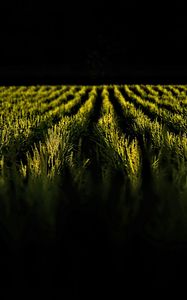 Preview wallpaper field, ears, rows, dark