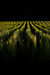 Preview wallpaper field, ears, rows, dark