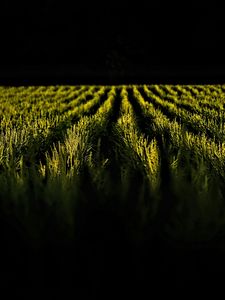 Preview wallpaper field, ears, rows, dark