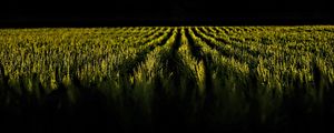 Preview wallpaper field, ears, rows, dark