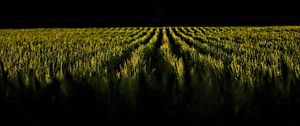 Preview wallpaper field, ears, rows, dark