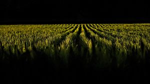 Preview wallpaper field, ears, rows, dark