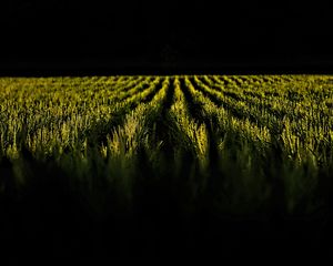 Preview wallpaper field, ears, rows, dark