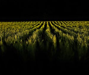 Preview wallpaper field, ears, rows, dark